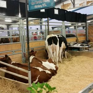 Meet your Posher, Arin